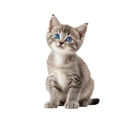 Obraz premium A gray and white kitten with striking blue eyes sits upright, gazing directly at the camera, against a stark white background, creating a captivating and captivating image