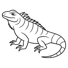  Iguana