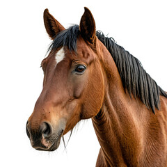 Obraz premium A close-up image of a majestic brown horse with a black mane and white blaze on its forehead, gazing directly into the camera, set against a white background