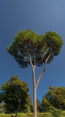 Typical Italian high pine tree surrounded by other trees against clear blue sky at day, Italy