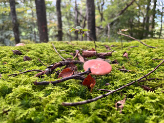 Red mushroom surrounded by a green carpet of moss