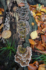 Vertical closeup on a polypore mushroom, Trametes versicolor