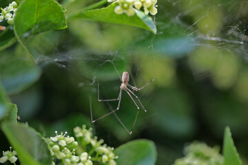Araignée dans les fusains (marbled cellar spider), Holocnemus pluchei