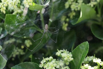 Araignée dans les fusains (marbled cellar spider), Holocnemus pluchei