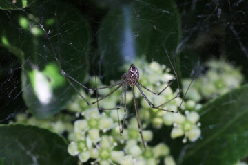 Araignée dans les fusains (marbled cellar spider), Holocnemus pluchei