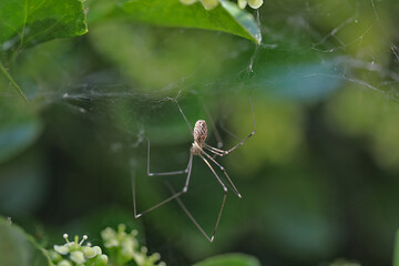 Araignée dans les fusains (marbled cellar spider), Holocnemus pluchei