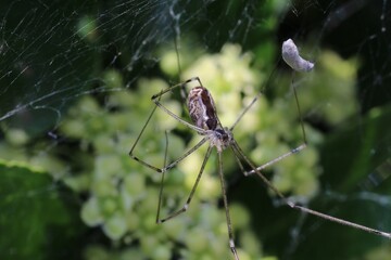 Araignée dans les fusains (marbled cellar spider), Holocnemus pluchei