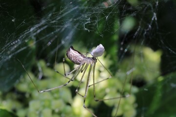 Araignée dans les fusains (marbled cellar spider), Holocnemus pluchei
