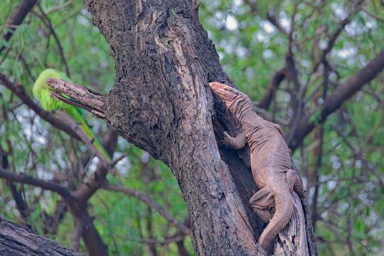 a monitor lizard climbing a tree