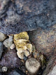 Portrait of coral rocks on the beach