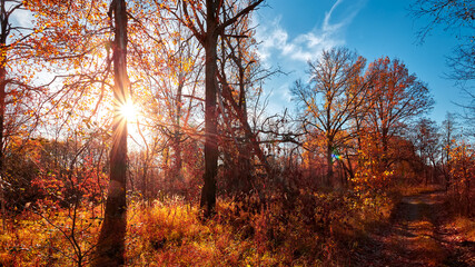 Autumn forest landscape. Gold color tree, red orange foliage in fall park. Nature change scene. Yellow wood in scenic scenery. Sun in blue sky. Panorama of a sunny day, wide banner, panoramic view.