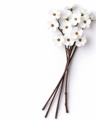 A beautiful bouquet of white flowers with brown stems on a white isolated background.