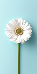 Obraz premium Single white daisy flower placed against a soft blue background, minimalistic and vibrant.