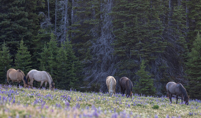 Wild Horses in the Pryor Mountains Montana in Summer