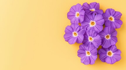 Obraz premium Vibrant purple flowers arranged on a bright yellow background