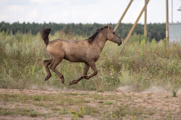 A beautiful thoroughbred horse grazing in a pasture.