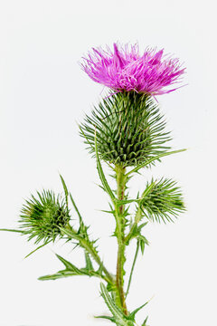 Flower of thistle, lat. Carduus, Marianum isolated on white background