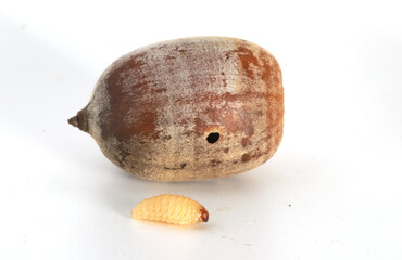 Close-up of an acorn weevil (Curculio sp.) larva found in Ohio.  Behind it is the oak acorn showing the hole in the acorn where the larva emerged. 