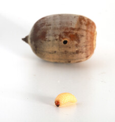 Close-up of an acorn weevil (Curculio sp.) larva in the foreground, with an acorn in the background.  The grub-like larva has fed on the acorn, and chewed a hole from the inside-out to emerge.  © Michael