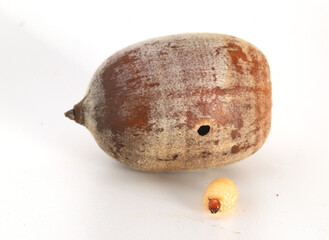 Close-up of the grub-like larva of an acorn weevil (Curculio sp.) that has grown up inside of an acorn from an oak tree.  It chewed the round hole in the acorn to crawl out to pupate.  © Michael