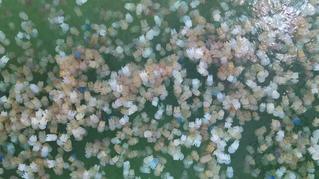 Many colorful jellyfish live in the sea.The sea water is clean and bright green.