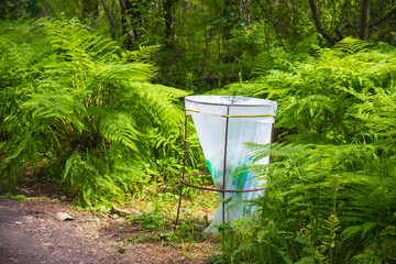 A plastic transparent bag for organized garbage collection among giant ferns on a forest path in the Altai Republic, Russia. Caring for the environment and ecology