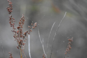 spider web on a foggy day on a twig with dew drops in the background