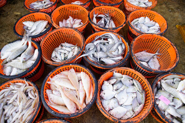 Fresh Catch in Colorful Baskets at Fish Market