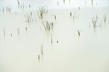 Tranquil Lake Surface with Sticks and Reflections