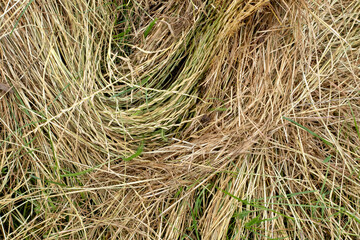 dry hay for animal feeding, Dehydrated Dried Grass for hay production in agriculture