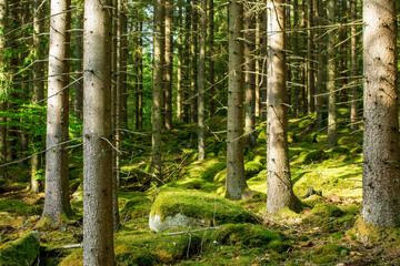 trees in the forest