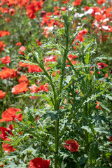 Poppy field with bright red and yellow flowers at sunset and sunrise