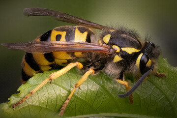 Yellow Jacket Queen