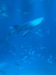 Aquarium in Osaka Japan