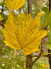 Aceretum - Ahornpark inIlfeld im Goldenen Oktober, Indian Summer
