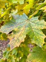 Aceretum - Ahornpark inIlfeld im Goldenen Oktober, Indian Summer