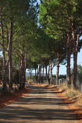 Pine Trees Passageway