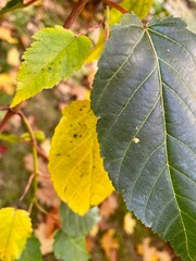 Aceretum - Ahornpark inIlfeld im Goldenen Oktober, Indian Summer
