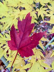 Aceretum - Ahornpark inIlfeld im Goldenen Oktober, Indian Summer