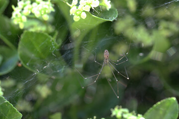 Araignée dans les fusains (marbled cellar spider), Holocnemus pluchei