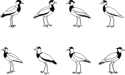 Roaring Lapwing Bird Full Length Line Art Vector Illustration