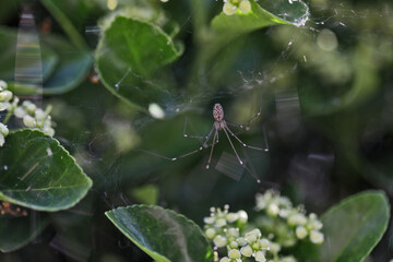 Araignée dans les fusains (marbled cellar spider), Holocnemus pluchei