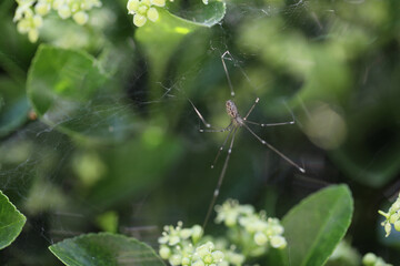 Araignée dans les fusains (marbled cellar spider), Holocnemus pluchei