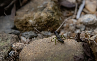 grass hopper on the rock