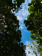 tree view in cloudy blue sky