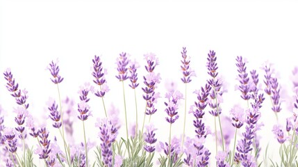 Naklejka premium A field of lavender flowers against a white background.