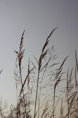 reeds in the sunset