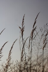 reeds in the sunset