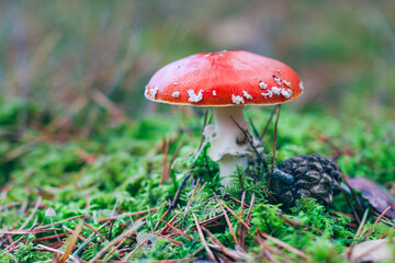 Mature Amanita Muscaria, Known as the Fly Agaric or Fly Amanita: Healing and Medicinal Mushroom with Red Cap Growing in Forest. Can Be Used for Micro Dosing, Spiritual Practices and Shaman Rituals