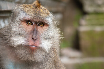 Full-face portrait of an adult male crab-eating macaque (Macaca fascicularis), also known as the long-tailed macaque or cynomolgus macaque